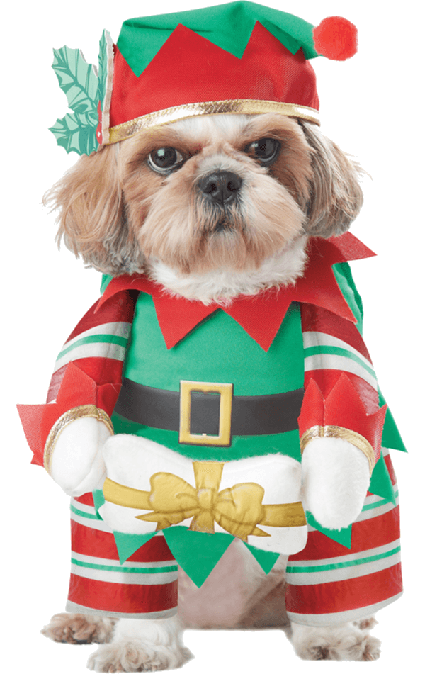Déguisement de Noël pour chien elfe
