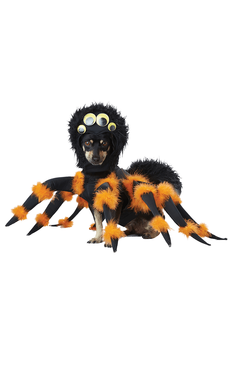 Spider Dog Halloween Kostüm