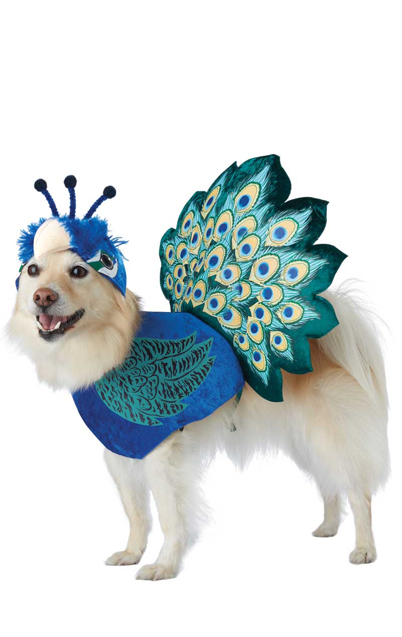 Pretty as a Peacock Dog Costume - Fancydress.com
